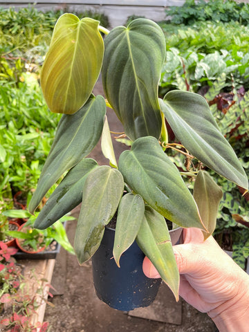 Philodendron Gigas - Ethereal Company-Indoor Plants