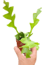 Shark Tooth Orchid Cactus - Ethereal CompanyIndoor Plants