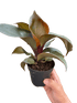 Philodendron &