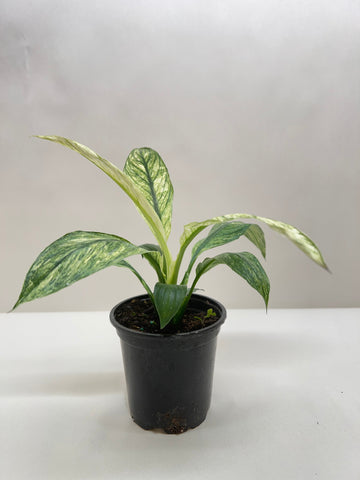 Spathiphyllum Jessica - Ethereal Company-Default