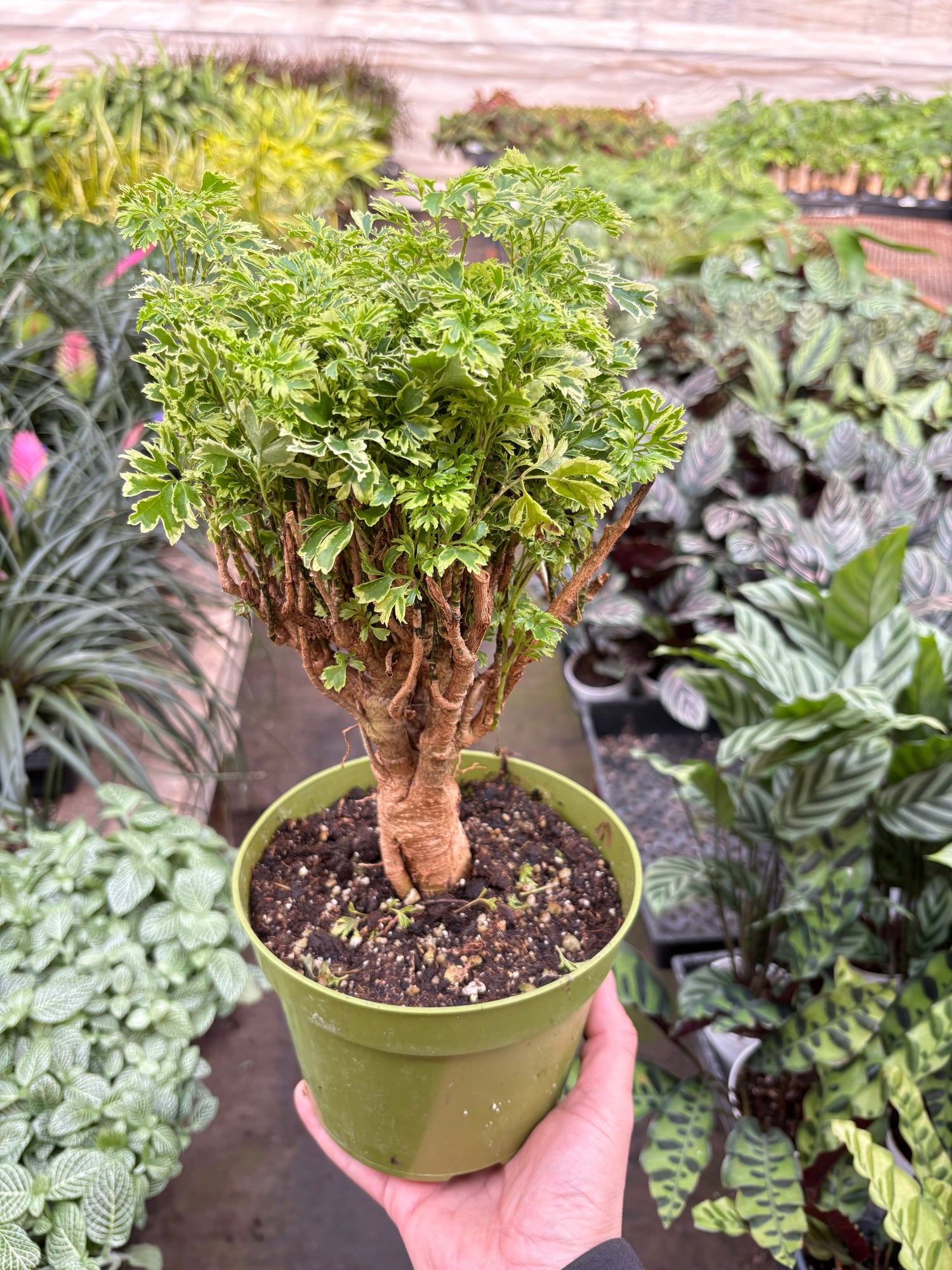 Aralia Ming Gold Mini Bonsai - Ethereal Company