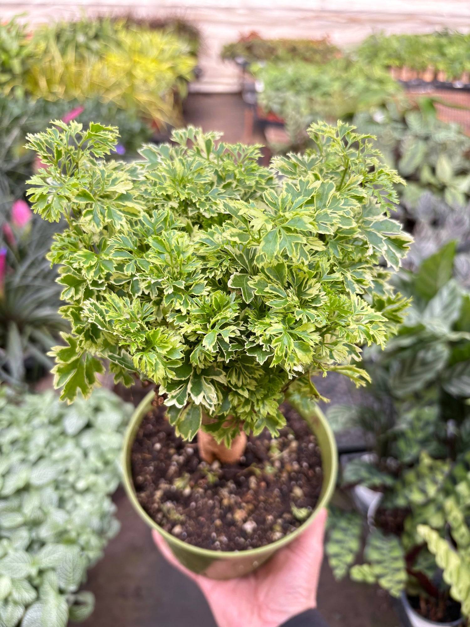 Aralia Ming Gold Mini Bonsai - Ethereal Company