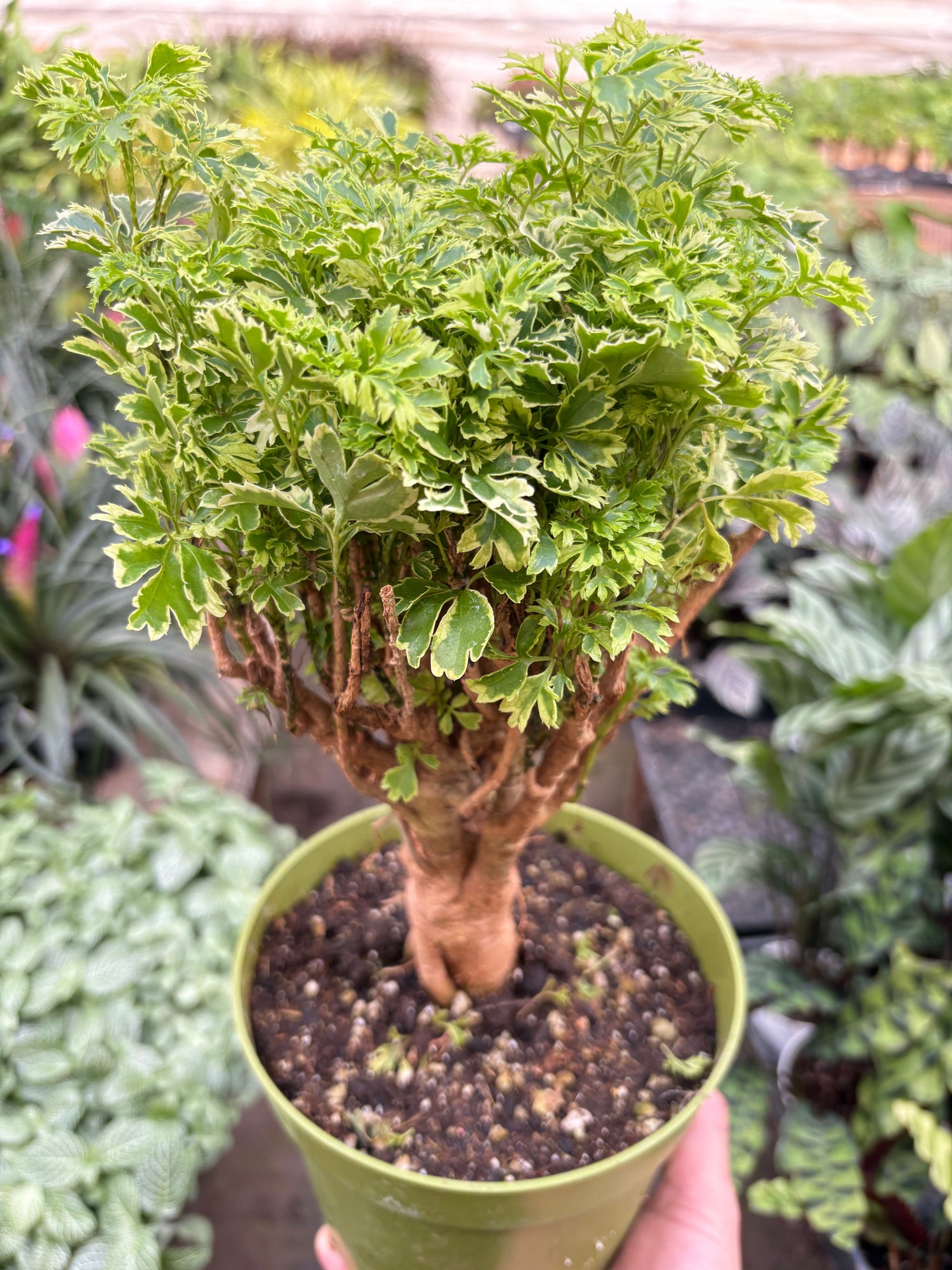 Aralia Ming Gold Mini Bonsai - Ethereal Company
