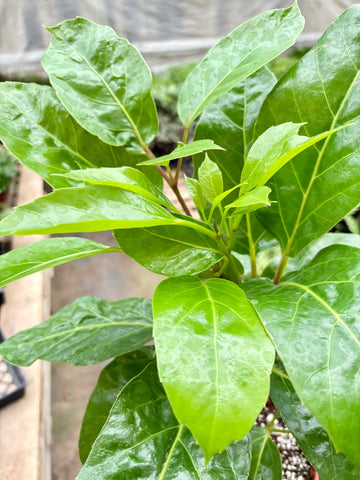 Schefflera Actinophylla - Ethereal Company-Default