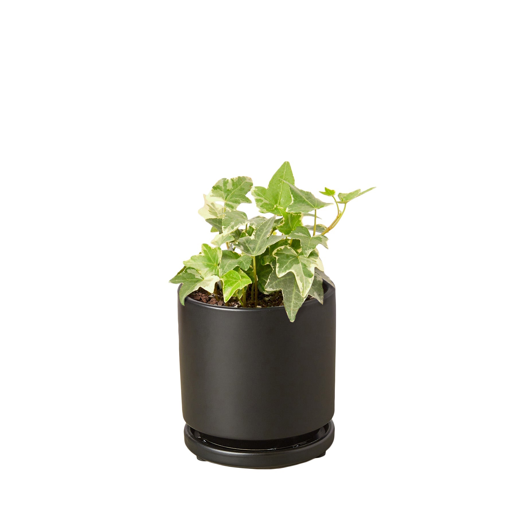 English Ivy &