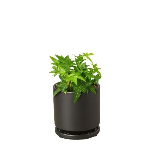 English Ivy Green California - Ethereal Company-Indoor Plants