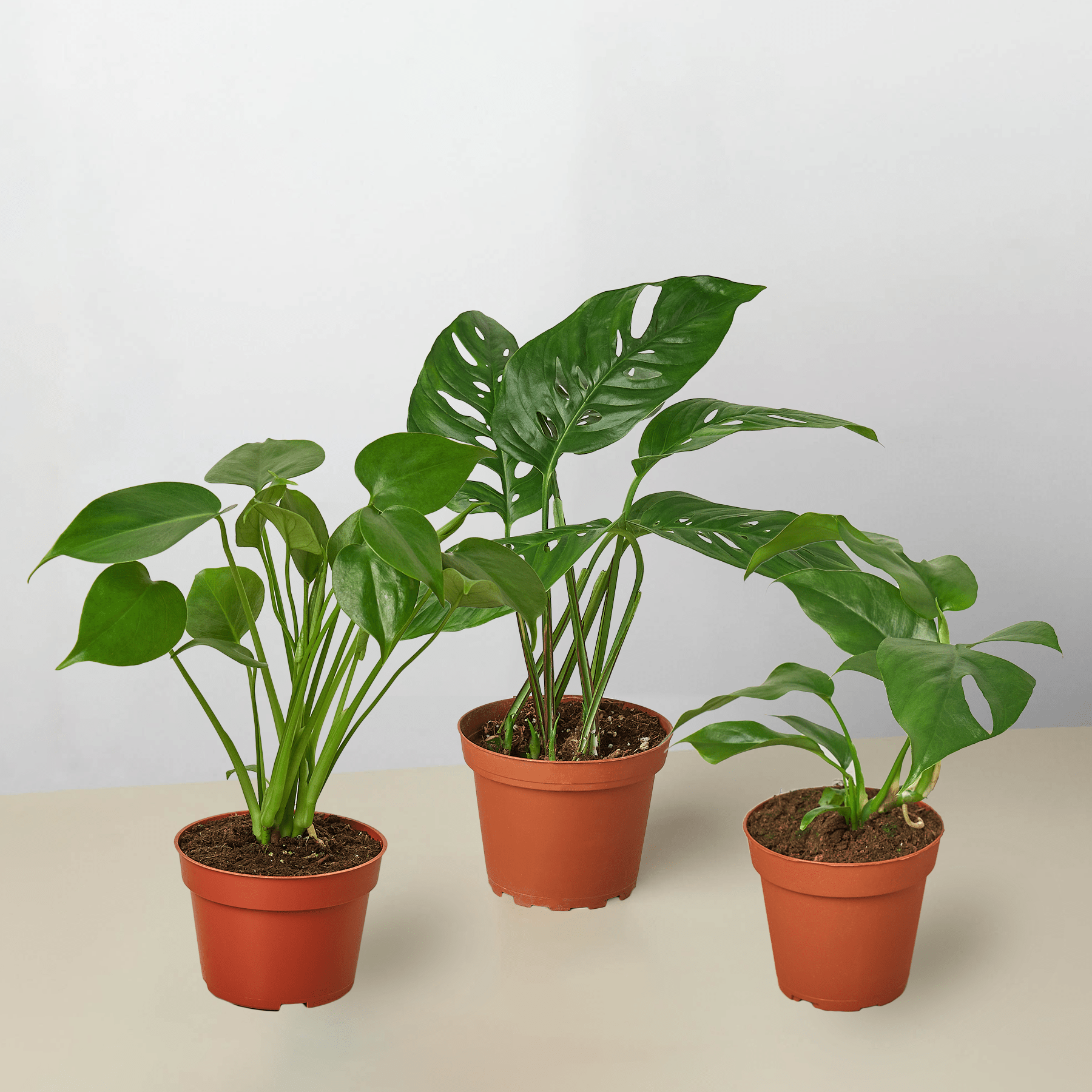 Monstera Bundle - Ethereal Company-Bundle