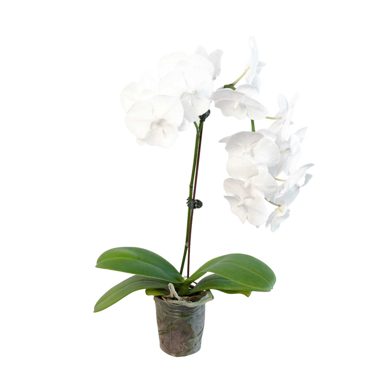 Orchid &
