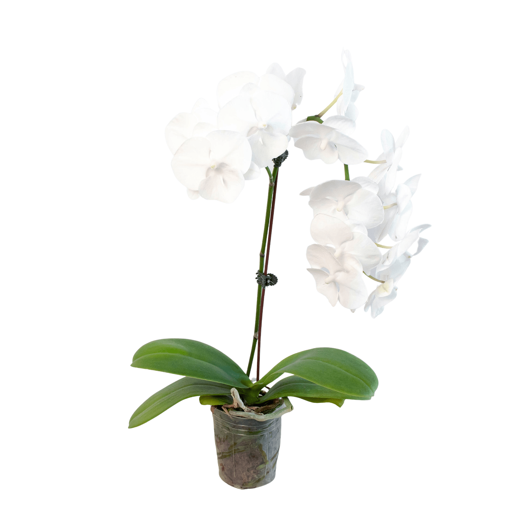 Orchid &