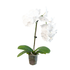 Orchid &