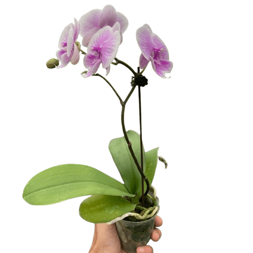 Orchid &