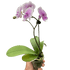 Orchid &