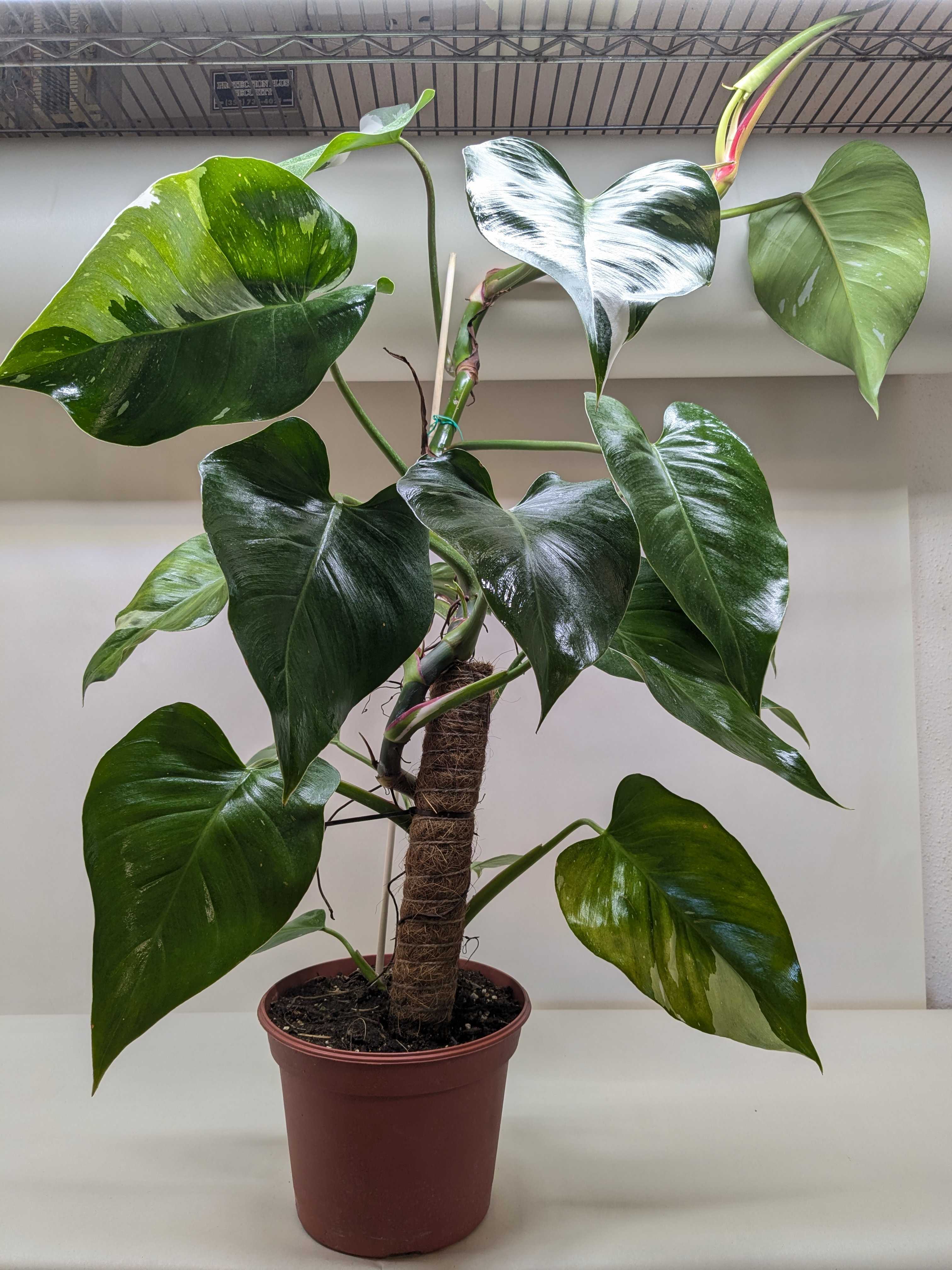 Philodendron &