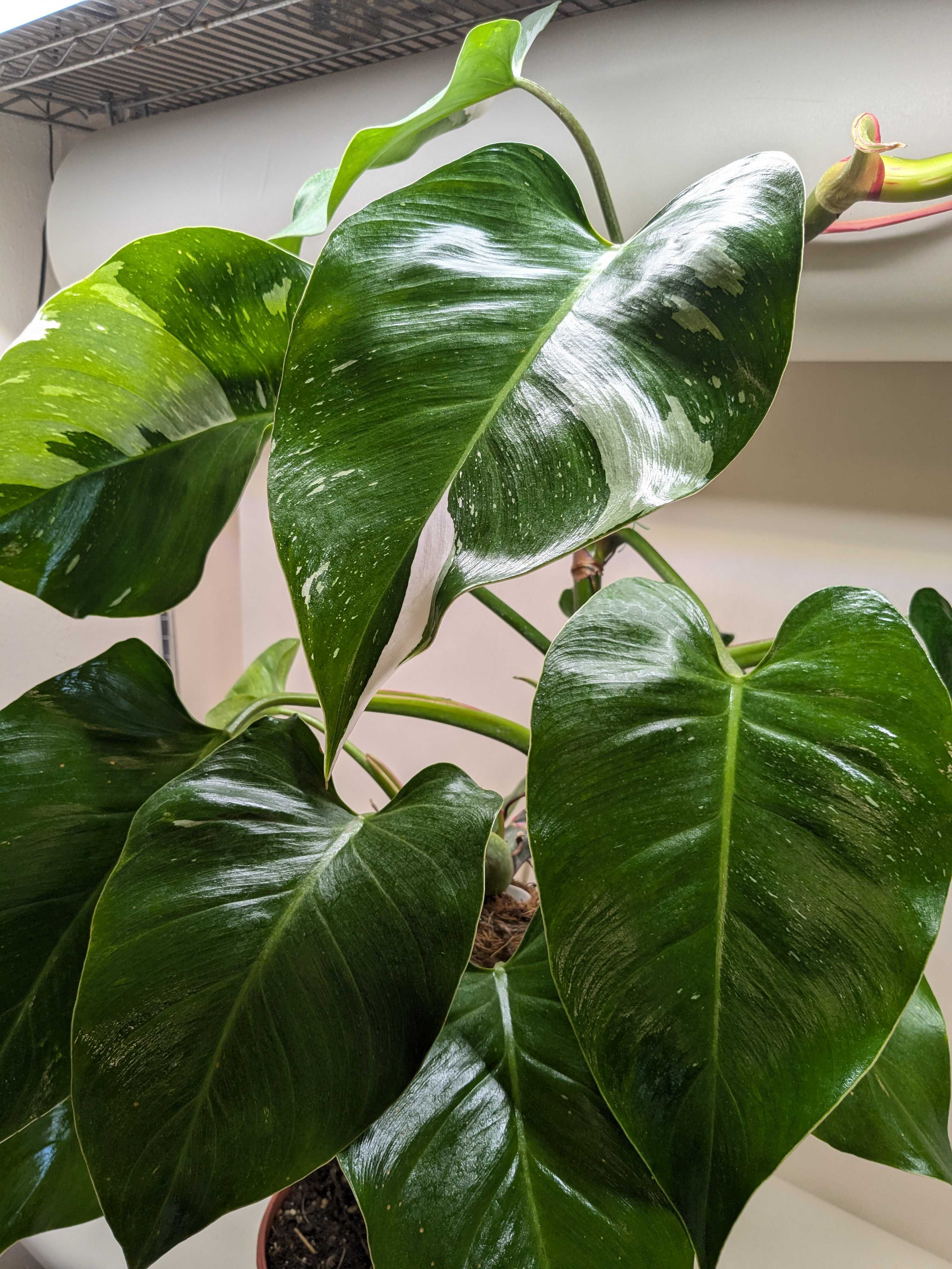 Philodendron &
