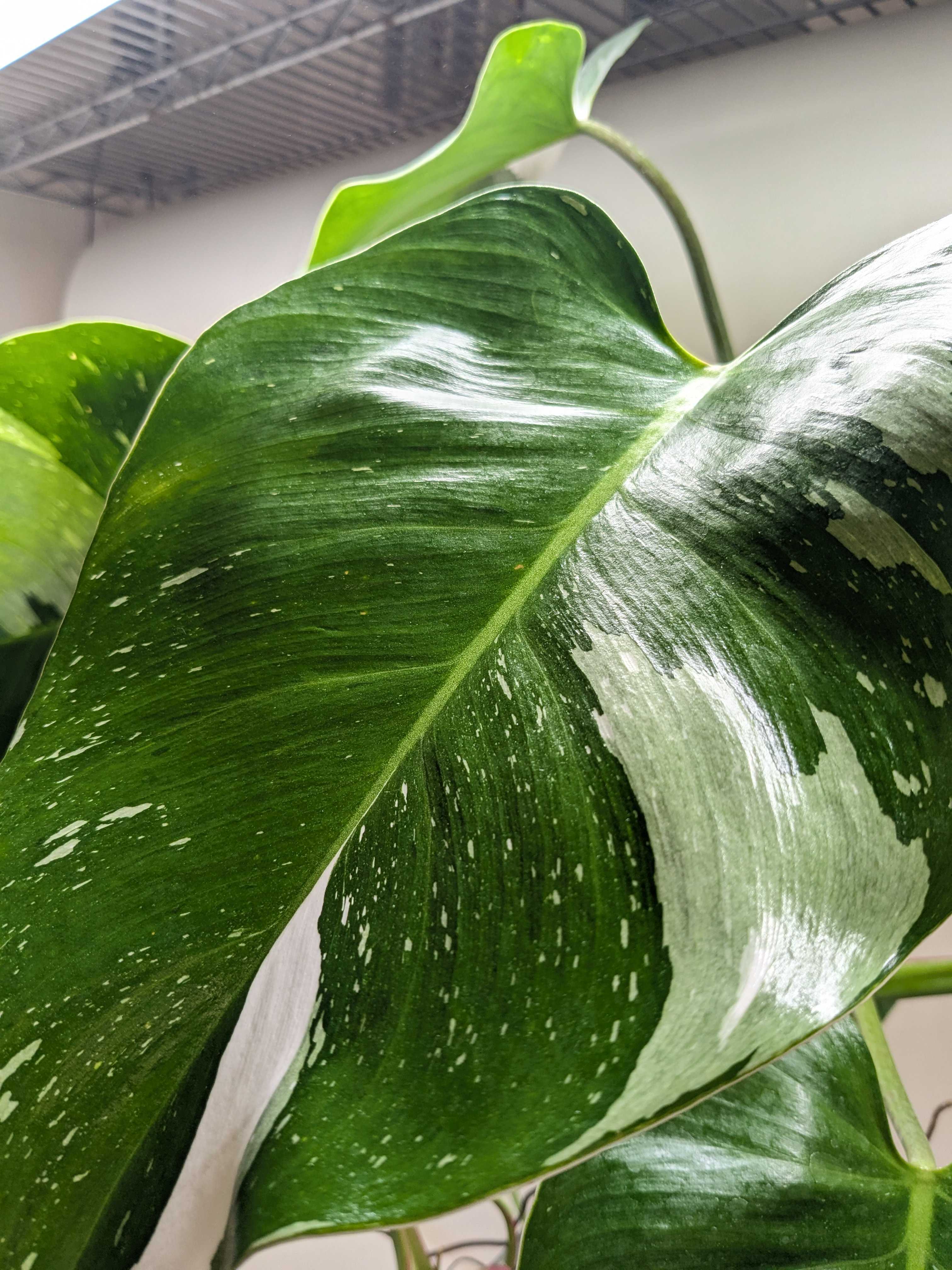 Philodendron &