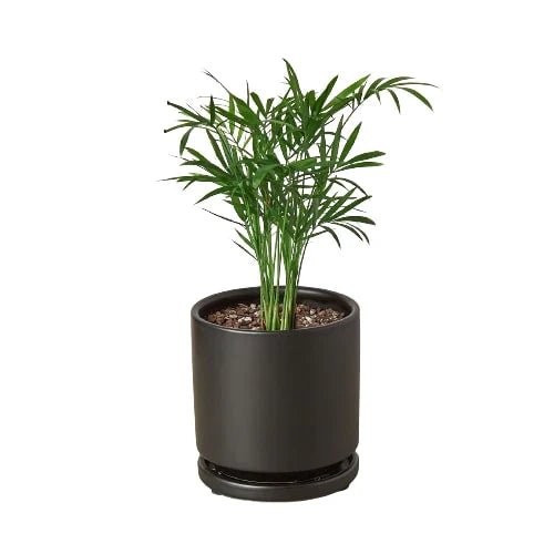 Parlor Palm - Ethereal Company-Indoor Plants
