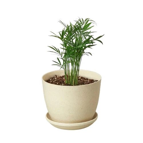 Parlor Palm - Ethereal Company-Indoor Plants
