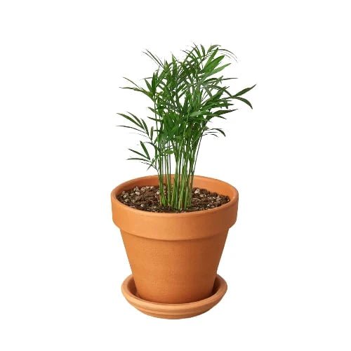 Parlor Palm - Ethereal Company-Indoor Plants