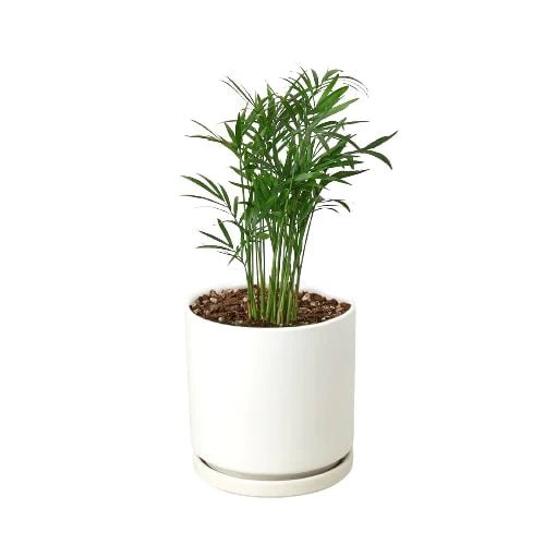 Parlor Palm - Ethereal Company-Indoor Plants