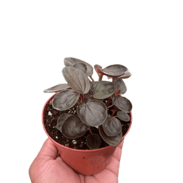 Peperomia &