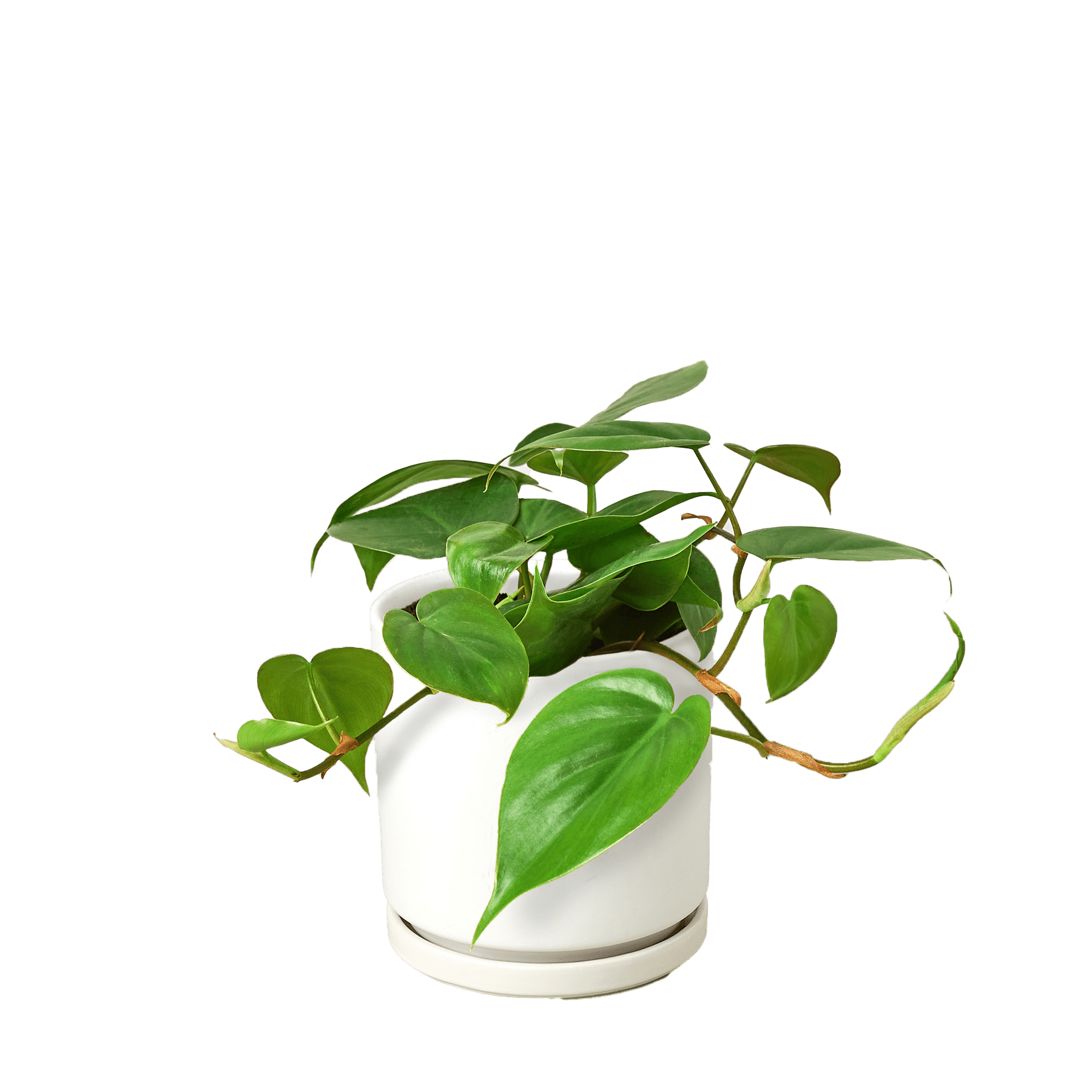 Philodendron Cordatum Heartleaf - Ethereal Company-Indoor Plants