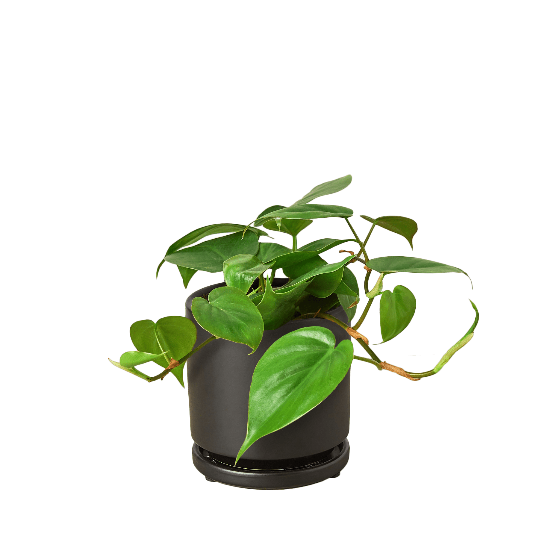 Philodendron Cordatum Heartleaf - Ethereal Company-Indoor Plants