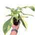Philodendron Florida Beauty Variegated - Ethereal Company-Indoor Plants