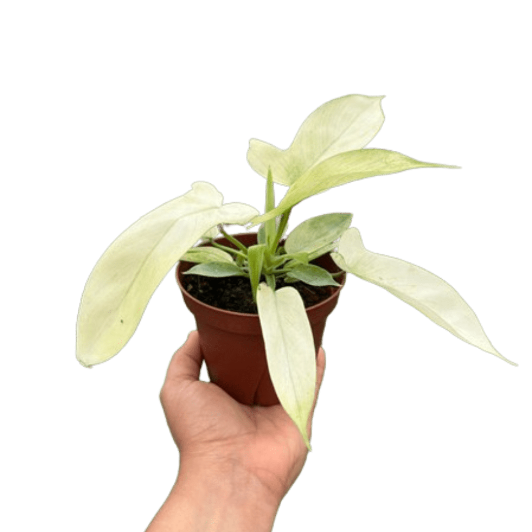 Philodendron &