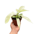 Philodendron &