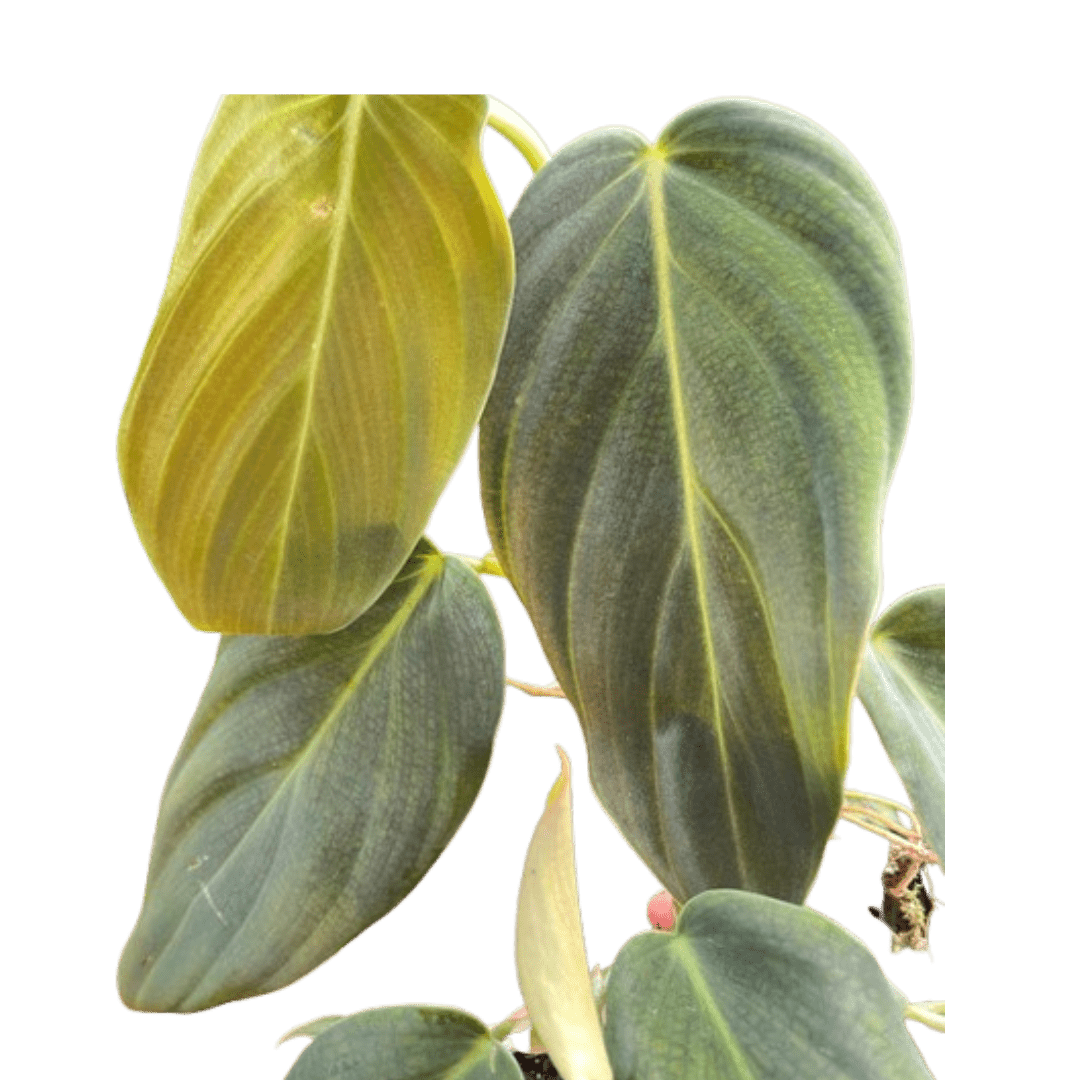 philodendron gigas kaufen Philodendron Gigas