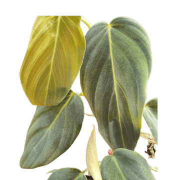 Philodendron Gigas - Ethereal Company-Indoor Plants