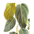 Philodendron Gigas - Ethereal Company-Indoor Plants