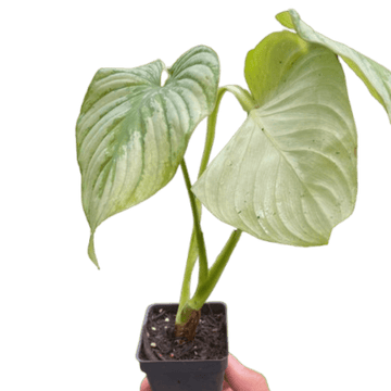 Philodendron &