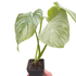 Philodendron &
