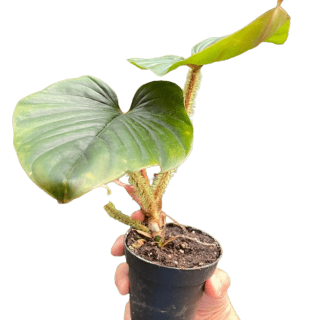 Philodendron &