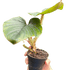Philodendron &