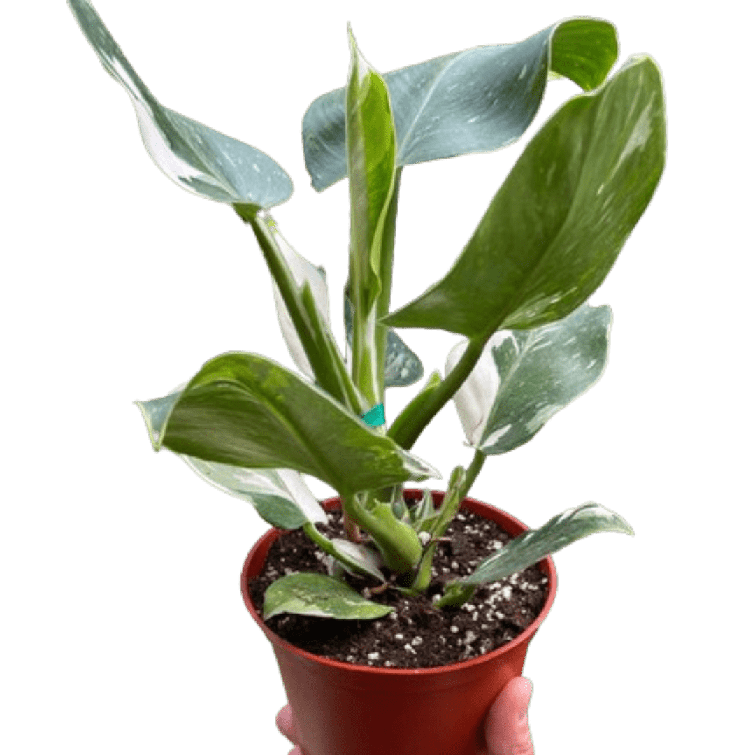Philodendron &