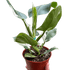 Philodendron &