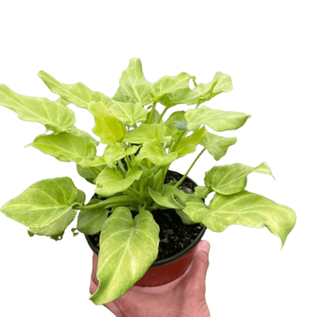 Philodendron &