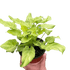 Philodendron &