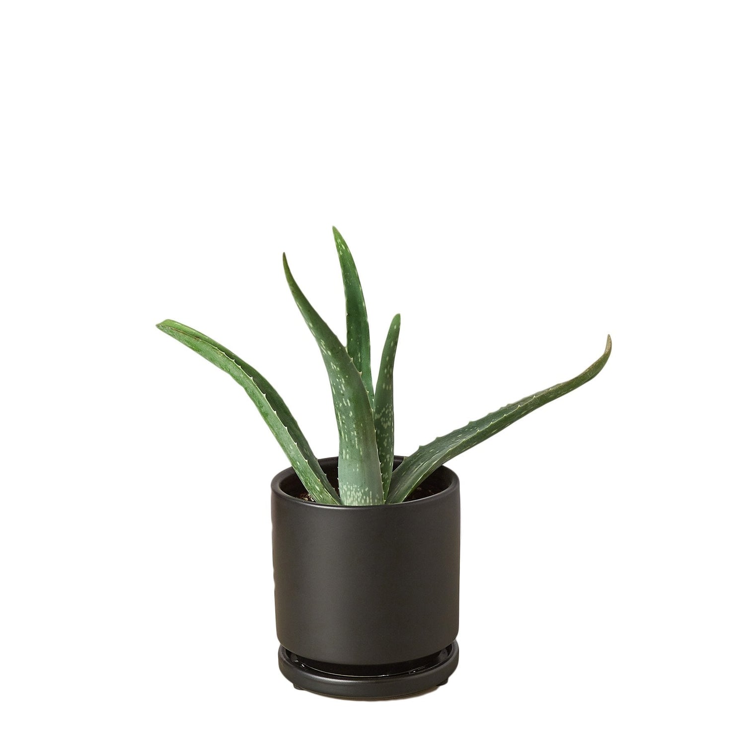 Aloe Vera - Ethereal Company