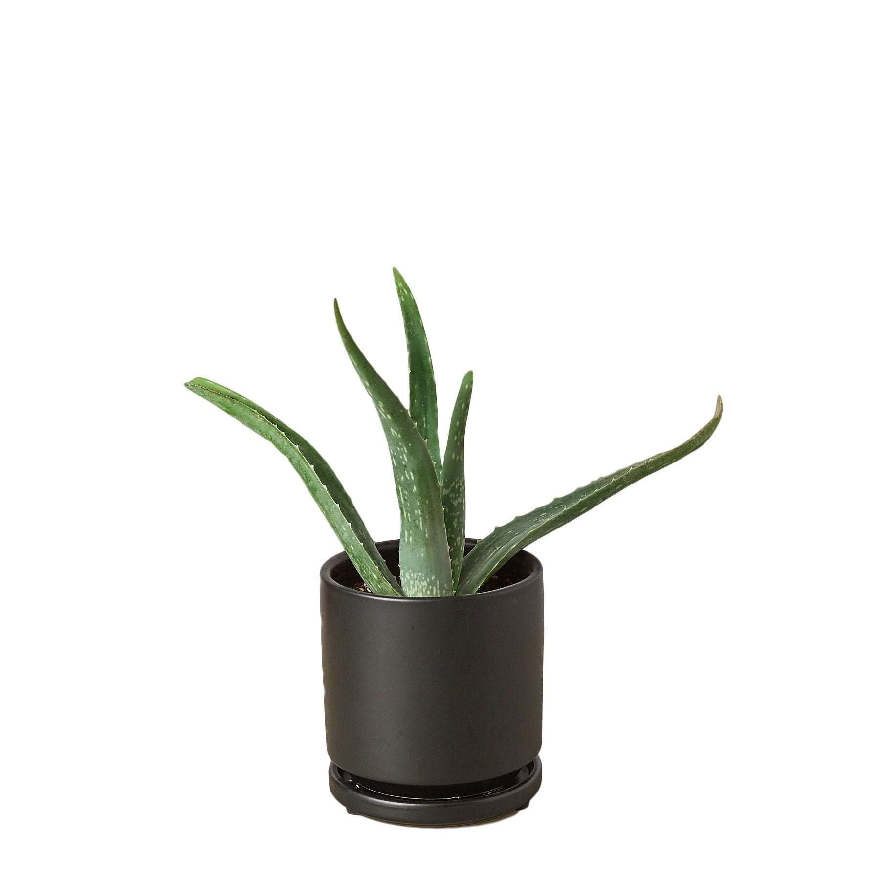 Aloe Vera - Ethereal Company