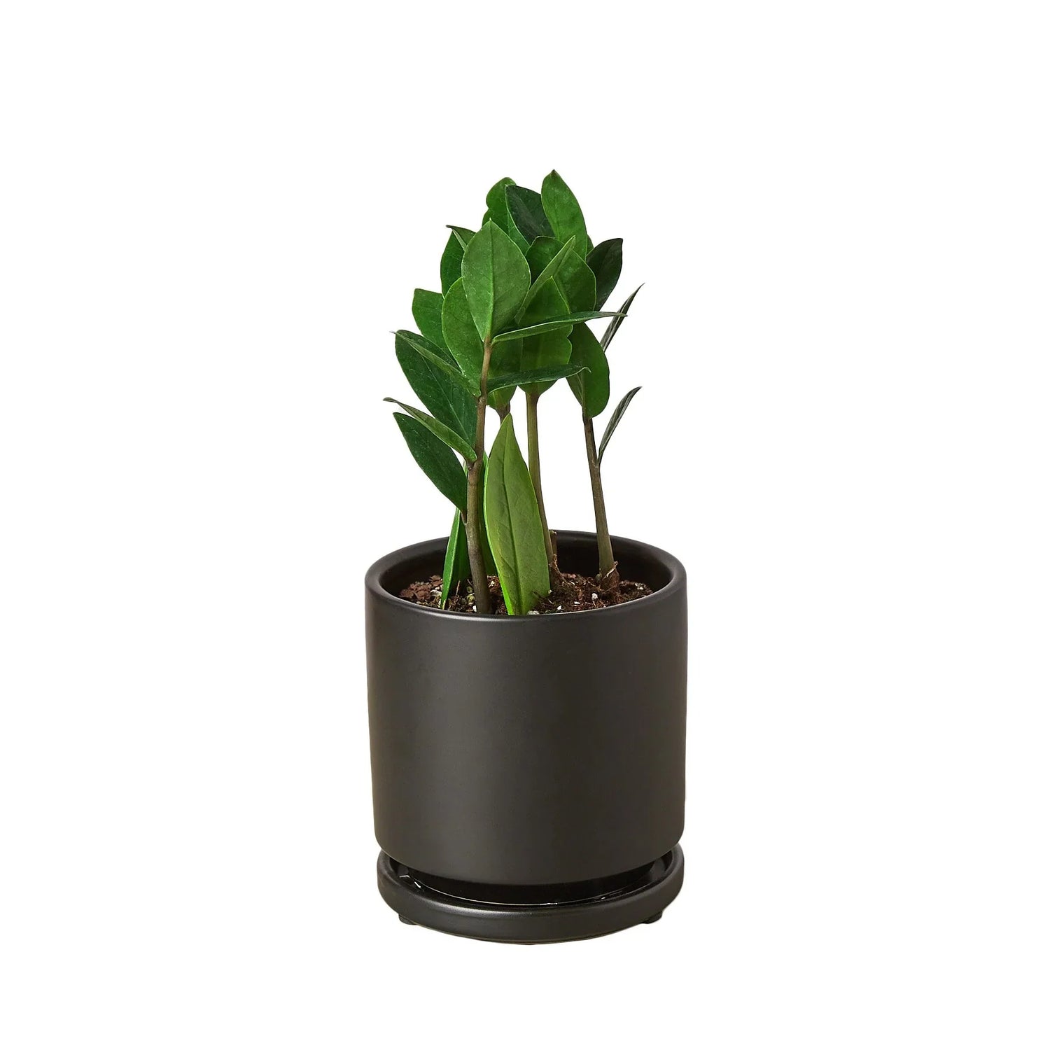 Zamioculcas Zamiifolia ZZ - Ethereal Company-Default