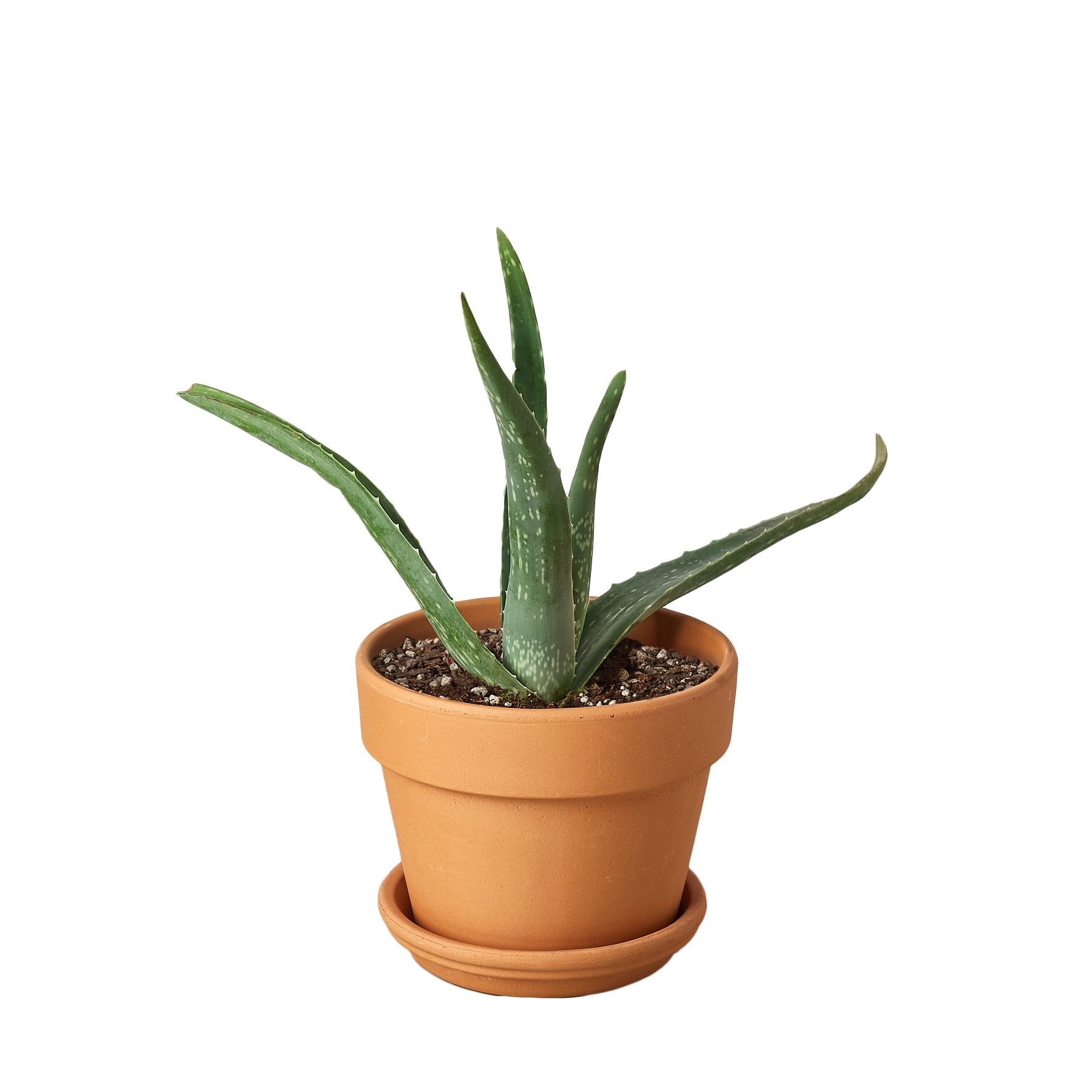 Aloe Vera - Ethereal Company