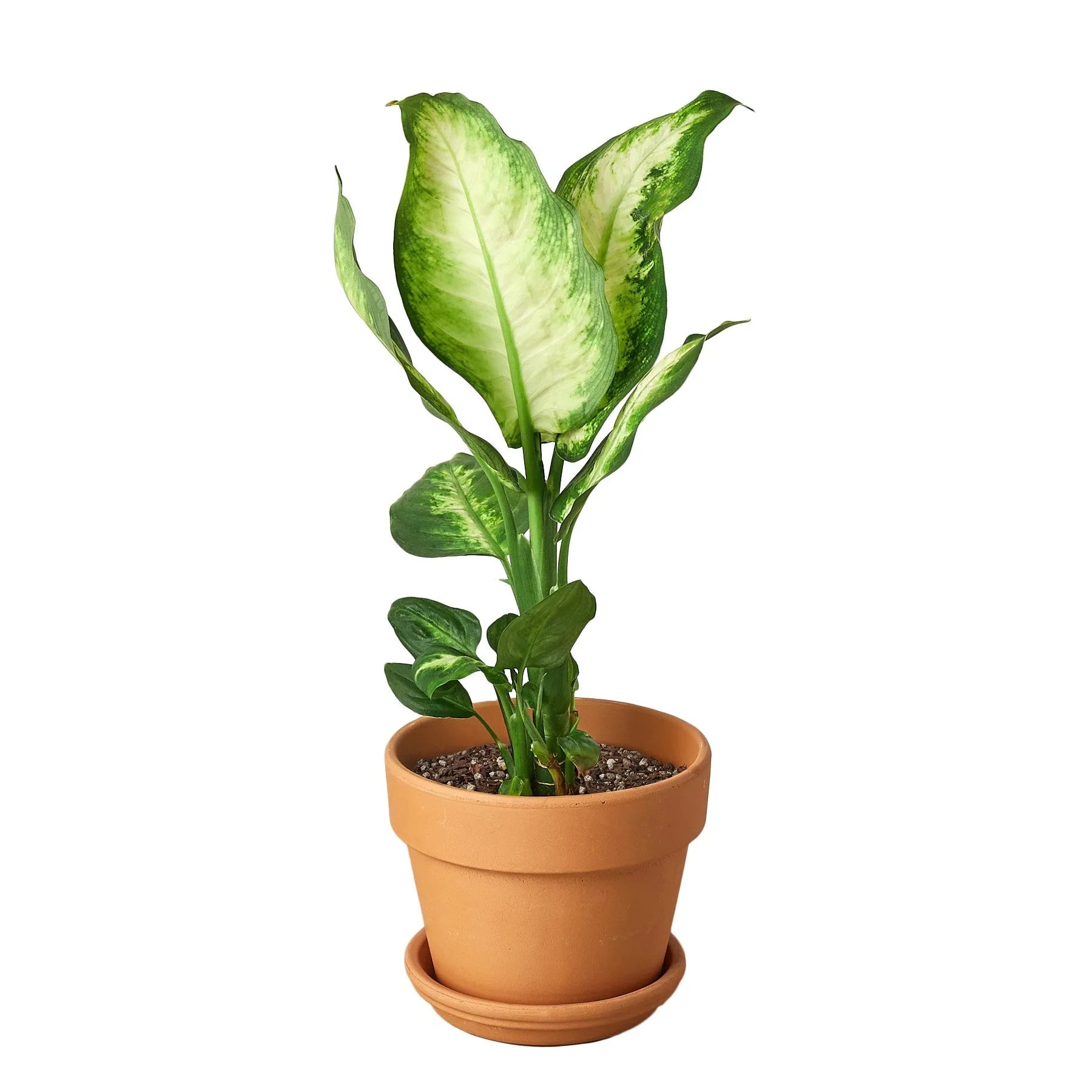 Dieffenbachia Camille - Ethereal Company-Indoor Plants