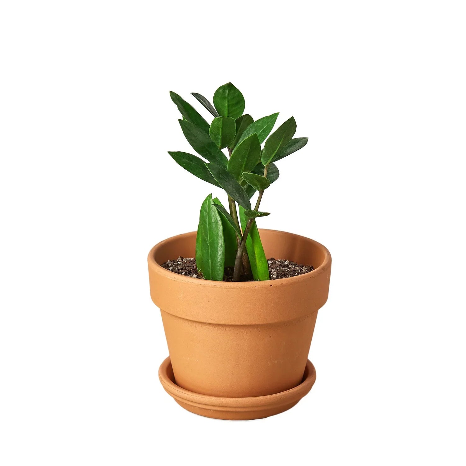 Zamioculcas Zamiifolia ZZ - Ethereal Company-Default