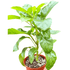 Schefflera Actinophylla - Ethereal Company-Default