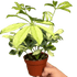 Schefflera Trinette - Ethereal Company-