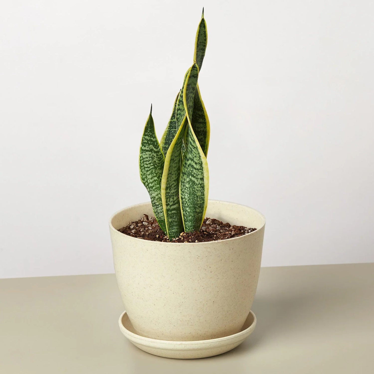 Snake Plant Laurentii - Ethereal Company4" Plant
