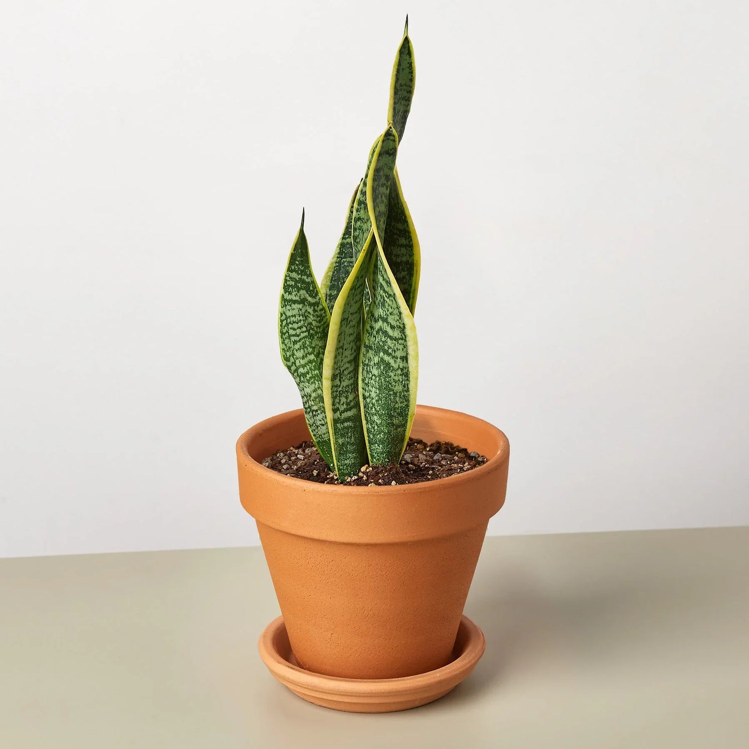 Snake Plant Laurentii - Ethereal Company4" Plant